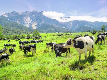 Pakej Kota Kinabalu Kundasang